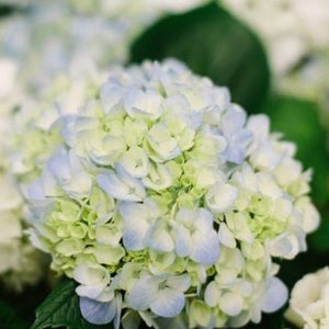 Meet your Posher, Monique